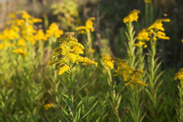 yellow flowers Goldenrod ordinary Natural background .Solidago virgaurea