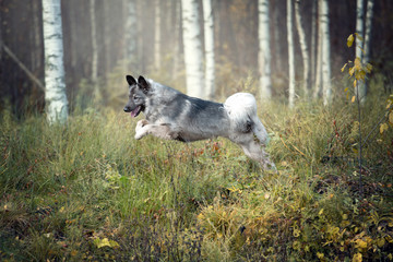 Cute fluffy dog jumping in the grass
