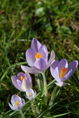 SPring Crocus in Grassland