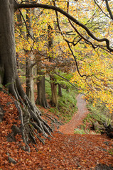 Bolton Abbey Woods in Autumn
