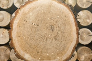 Tree.