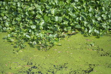 Many water hyacinth canal in river village