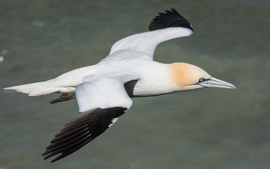 Gannet flying
