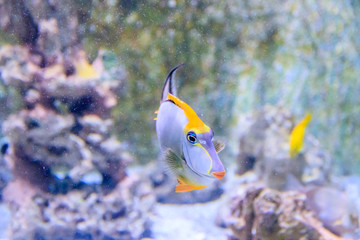Fototapeta na wymiar Fish swims in the aquarium of the zoo . Animals of the ocean. Fish outside.