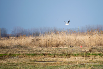 seagull in flight above field