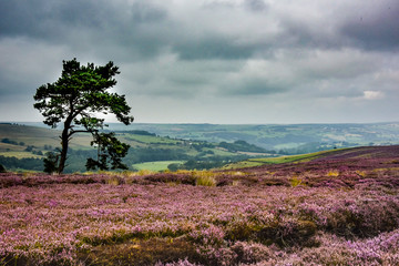 NOrth York Moors