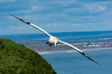 Seabird Soaring