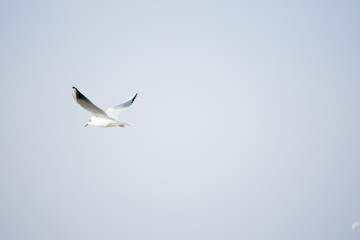 seagull flying in the blue sky