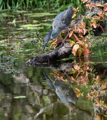 Green Backed Heron fishing