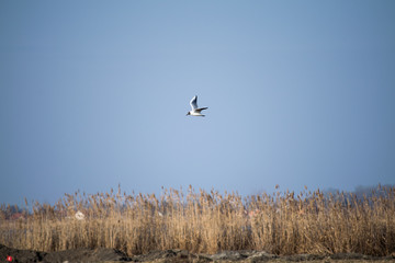 seagull in flight