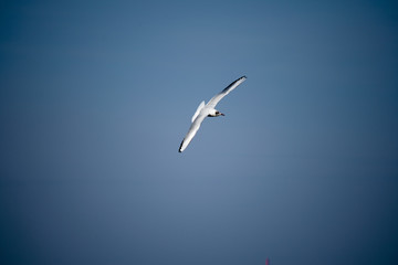 seagull flying in the blue sky