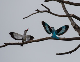 Wood Kingfishers displaying