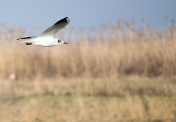 seagull in flight above field