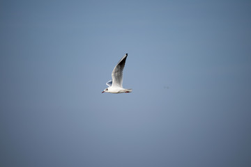 seagull in flight