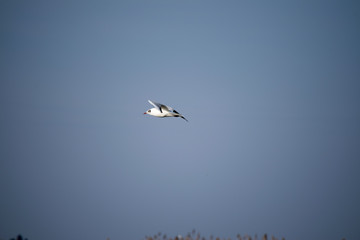 seagull in flight