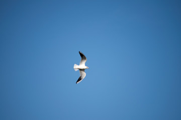 seagull in flight in the sky