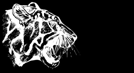 White tiger. Black background for design