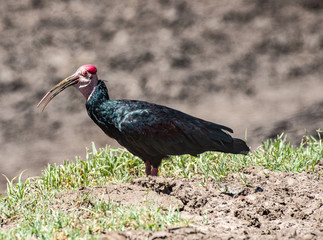 Bald Headed Ibis