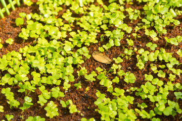 Micro green vegetable grow in the farm. Healthy lifestyle, stay young and modern restaurant cuisine concept 