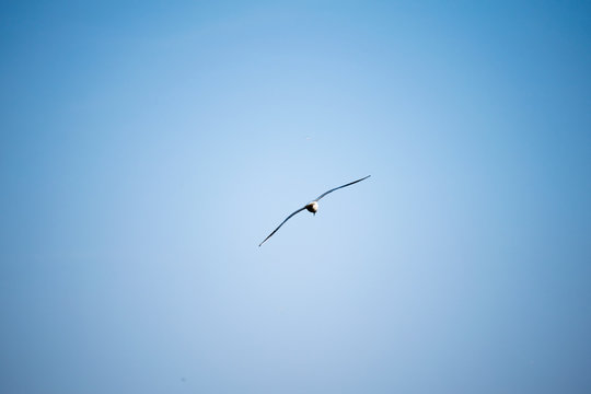 seagull in flight in the sky