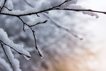 Close up photo of tree branch covered with ice and snow. Cold weather