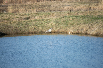 gull flies over pond