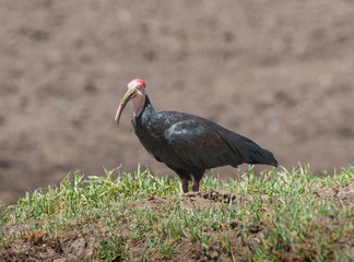 Bald Headed Ibis