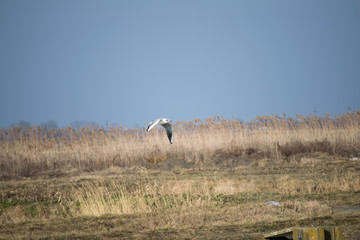 Obraz na płótnie Canvas gull in flight above field