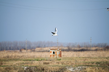 gull in flight above field