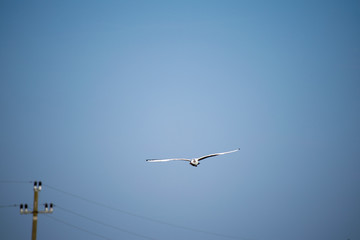 gull in flight