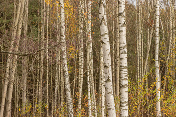 Birches in the autumn forest