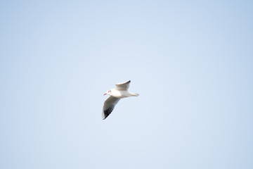 Obraz premium seagull in flight