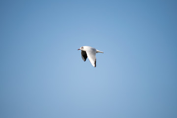 seagull in flight