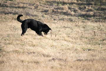 hungry dog looking for food