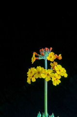 yellow flowers on black background
