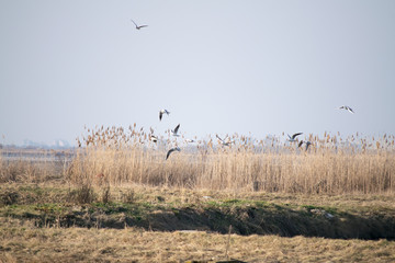 flock of birds in field