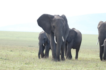 Fototapeta na wymiar Group of elephants in the african savannah.