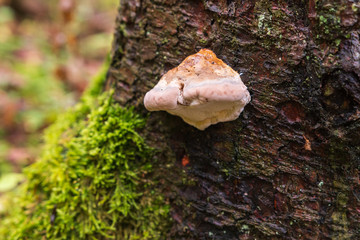 Pilze am Baumstamm im Wald im Herbst