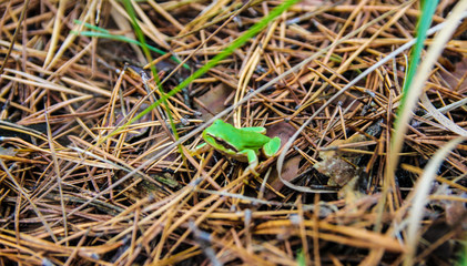 Little green toad in the forest