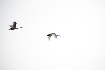 swan flying in the sky