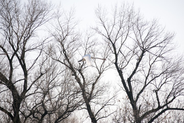 tree in winter