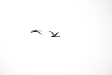 silhouette of a swan bird on the sky