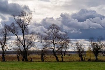 Narwiański Park Narodowy, Podlaskie wierzby, Izbiszcze, Podlasie, Polska
