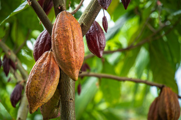 fruit on tree