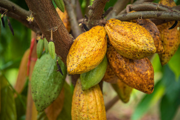 coconut on tree