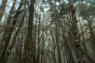 Mossy tree at camp site 1 Mt. Apo
