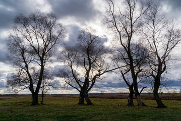 Narwiański Park Narodowy, Podlaskie wierzby, Izbiszcze, Podlasie, Polska