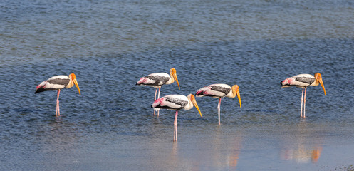 A group of  Painted Stokes fishing in shallow waters in Bundala national park in Sri Lanka