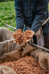 Temperature measurement of cocoa beans fermented in wooden barrels, to maintain the quality of...