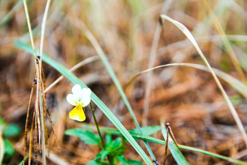 yellow flower in the grass